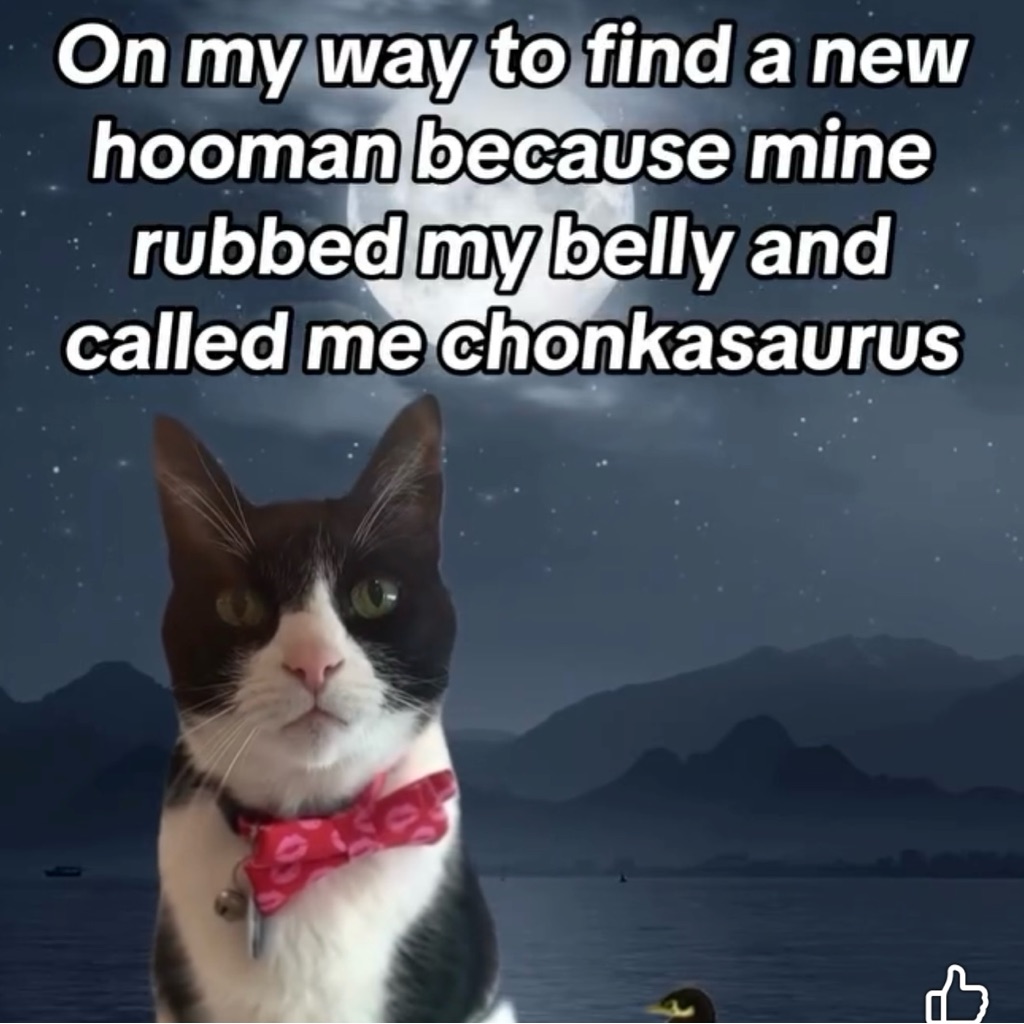 More Cat Fun!!